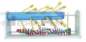 The model of molecular structure and constriction in skeletal muscles (1part)